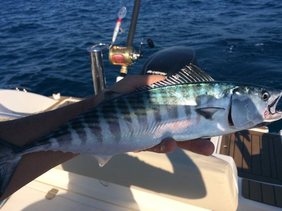 Co-navigation | Nautisme Collaboratif, Découvrez ShareMySea ! | Bateau : Ganguisepêcheur Bluefin2